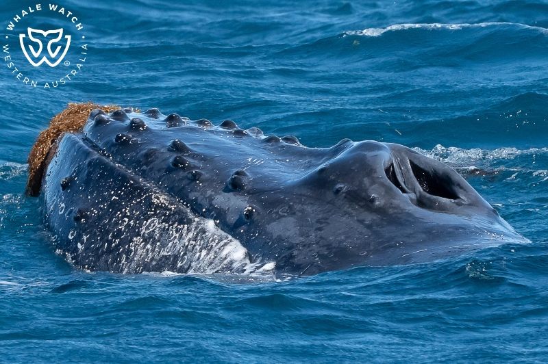 Whale Watch Western Australia