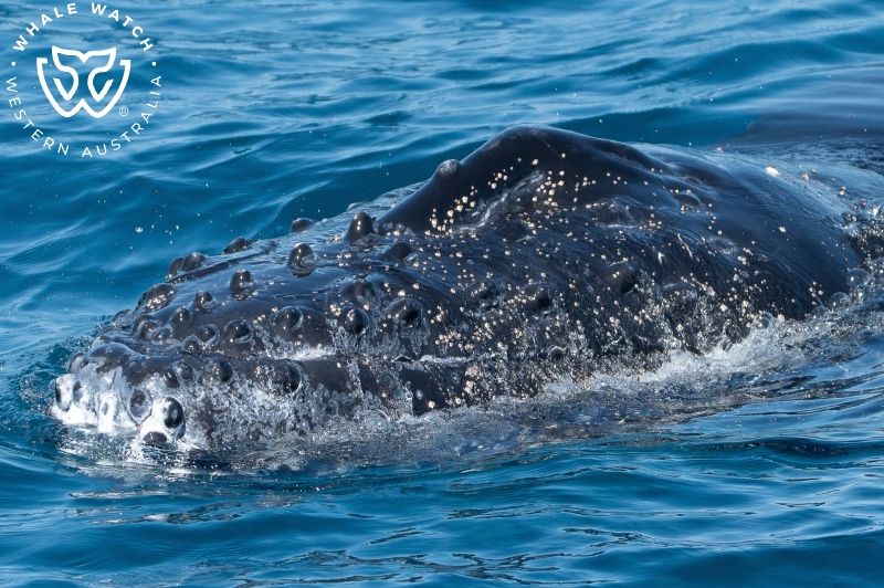 Whale Watch Western Australia