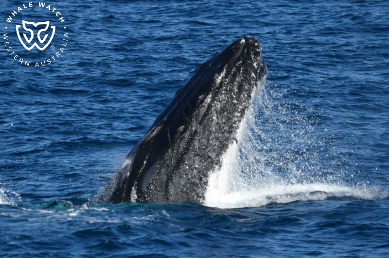 Whale Watch Western Australia