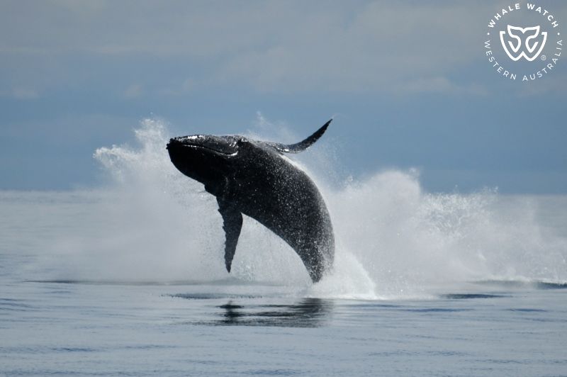 Whale Watch Western Australia
