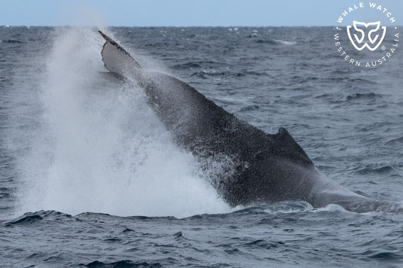 Whale Watch Western Australia