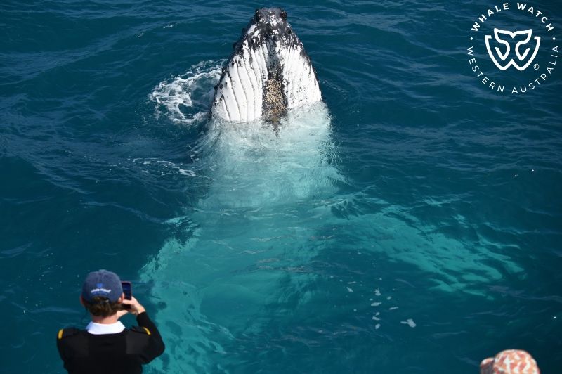 Whale Watch Western Australia
