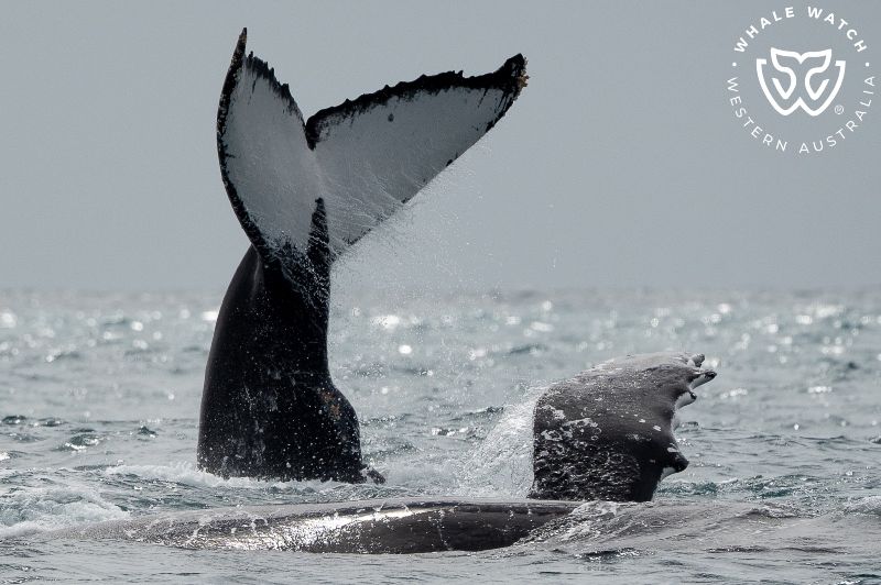 Whale Watch Western Australia