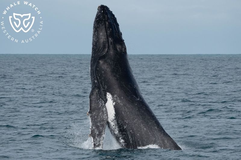 Whale Watch Western Australia
