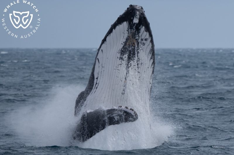 Whale Watch Western Australia