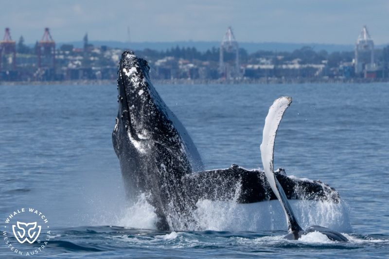 Whale Watch Western Australia