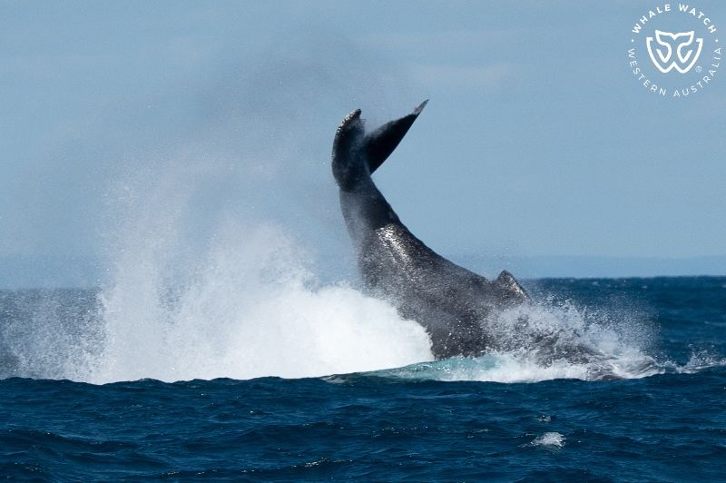 Whale Watch Western Australia