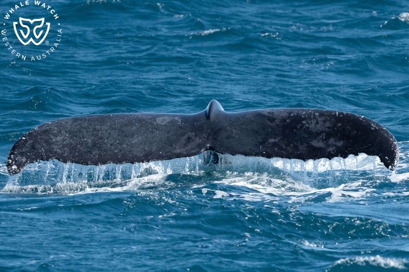 Whale Watch Western Australia