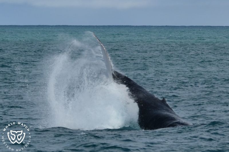 Whale Watch Western Australia