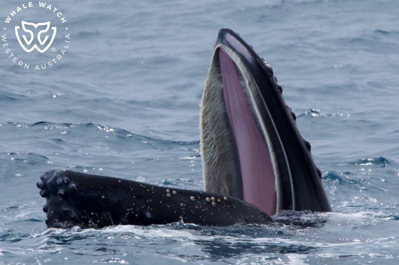 Whale Watch Western Australia