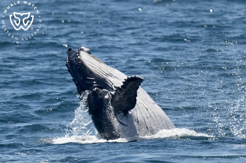 Whale Watch Western Australia