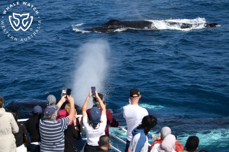 Whale Watch Western Australia