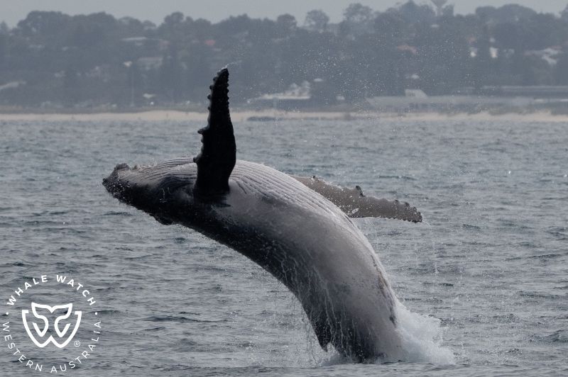 Whale Watch Western Australia