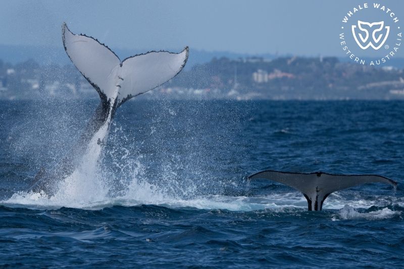 Whale Watch Western Australia