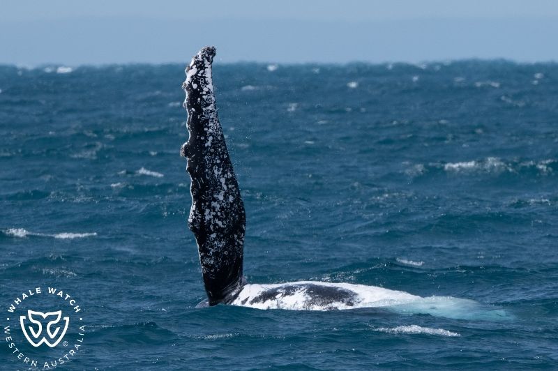 Whale Watch Western Australia