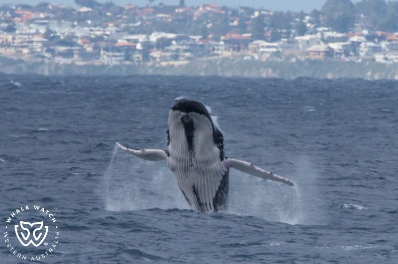 Whale Watch Western Australia