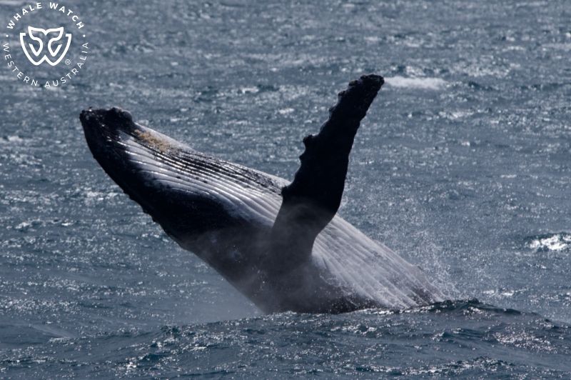 Whale Watch Western Australia