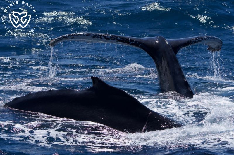 Whale Watch Western Australia