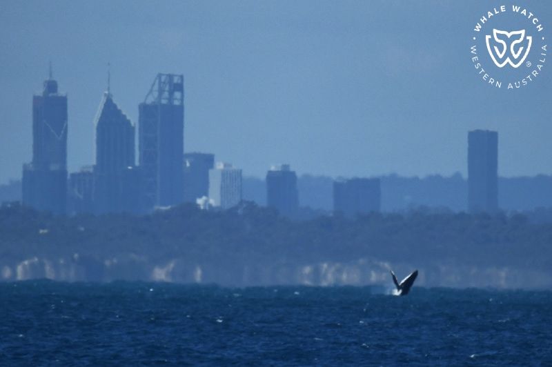 Whale Watch Western Australia