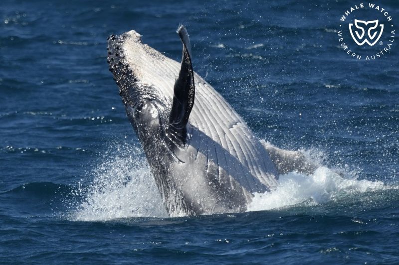 Whale Watch Western Australia