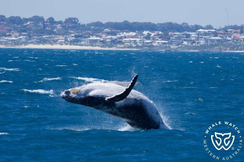 Whale Watch Western Australia