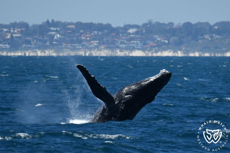 Whale Watch Western Australia