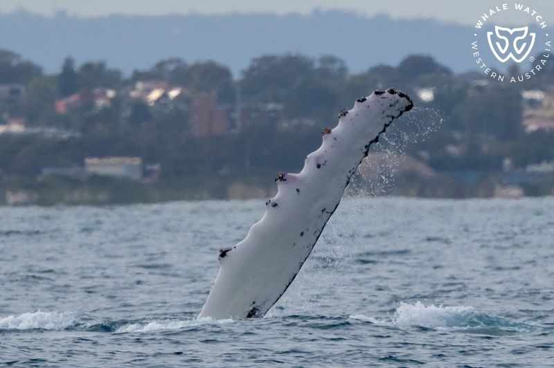 Whale Watch Western Australia