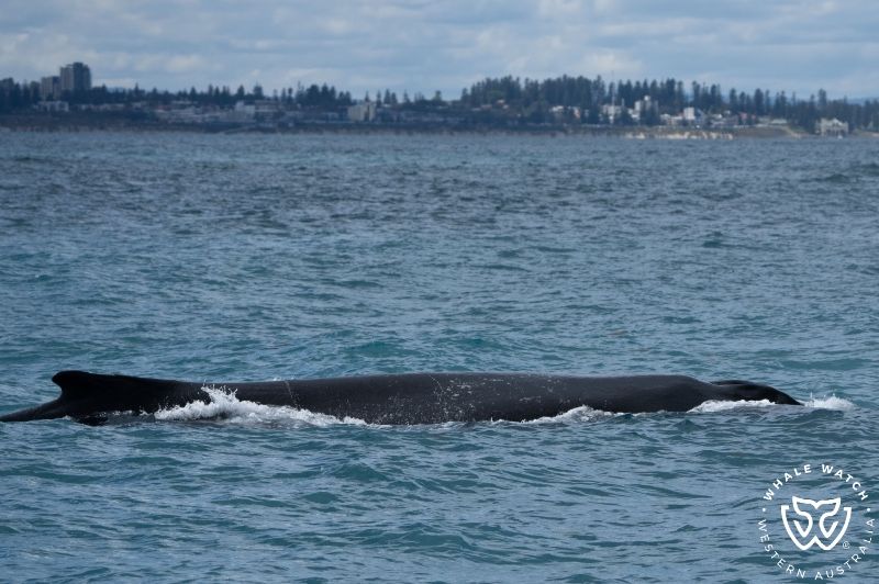 Whale Watch Western Australia