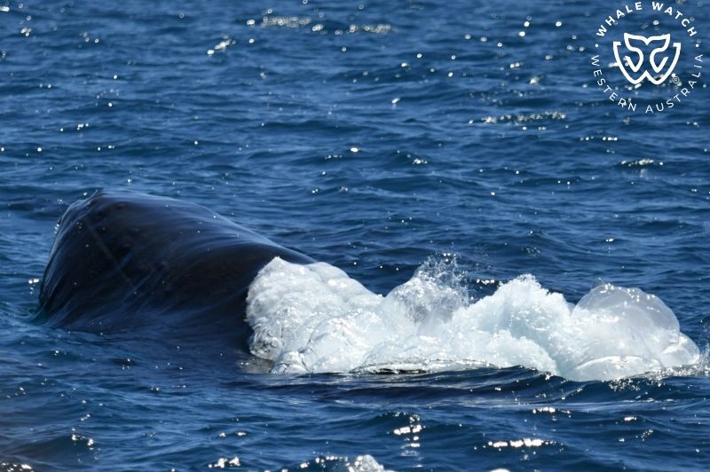 Whale Watch Western Australia