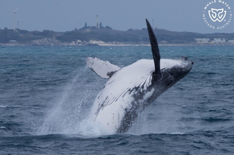 Whale Watch Western Australia