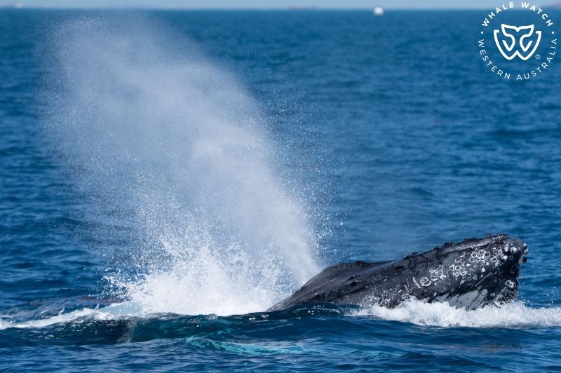 Whale Watch Western Australia