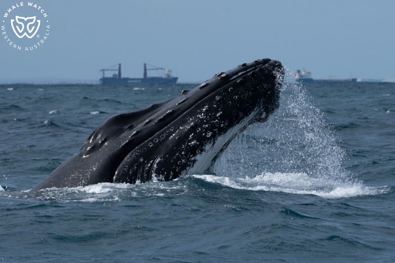 Whale Watch Western Australia