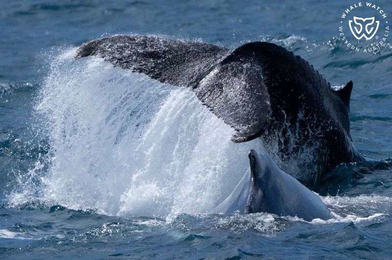 Whale Watch Western Australia