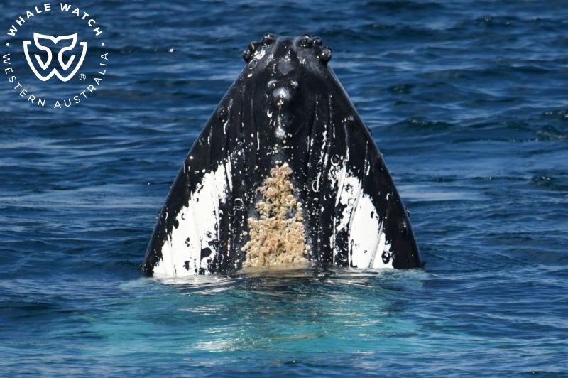 Whale Watch Western Australia