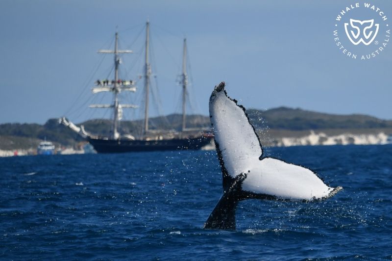 Whale Watch Western Australia
