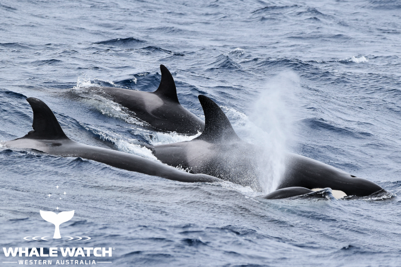 Bremer Bay Orca Season 2021 Whale Watch Western Australia