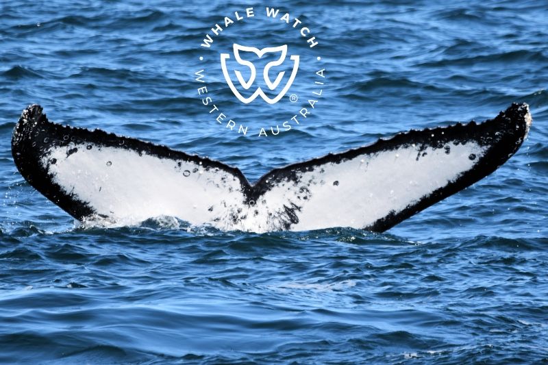 Humpback Annual Migration | Whale Watch Western Australia
