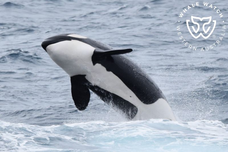 Orca Language Language of the Orca | Whale Watch Western Australia