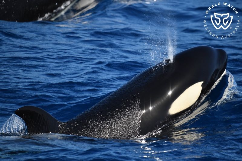 Whale Watch Western Australia