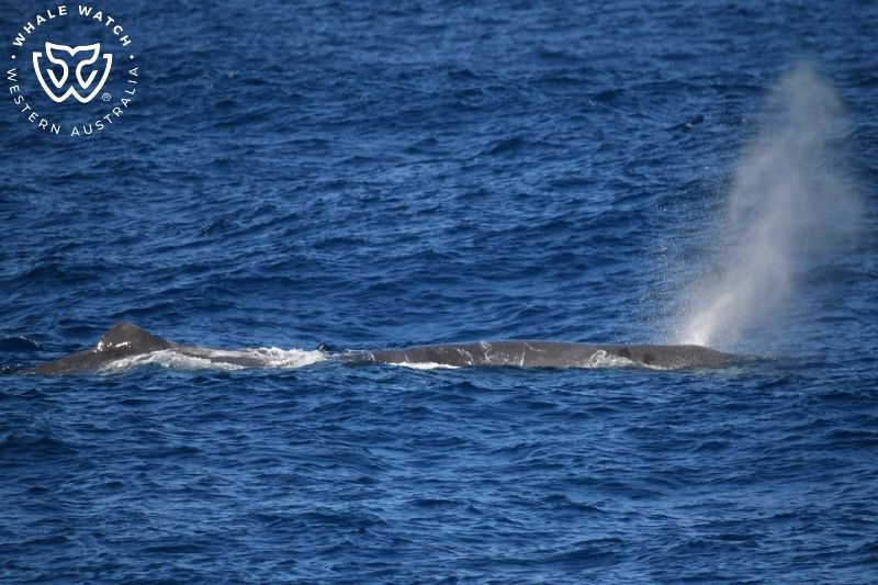 Whale Watch Western Australia