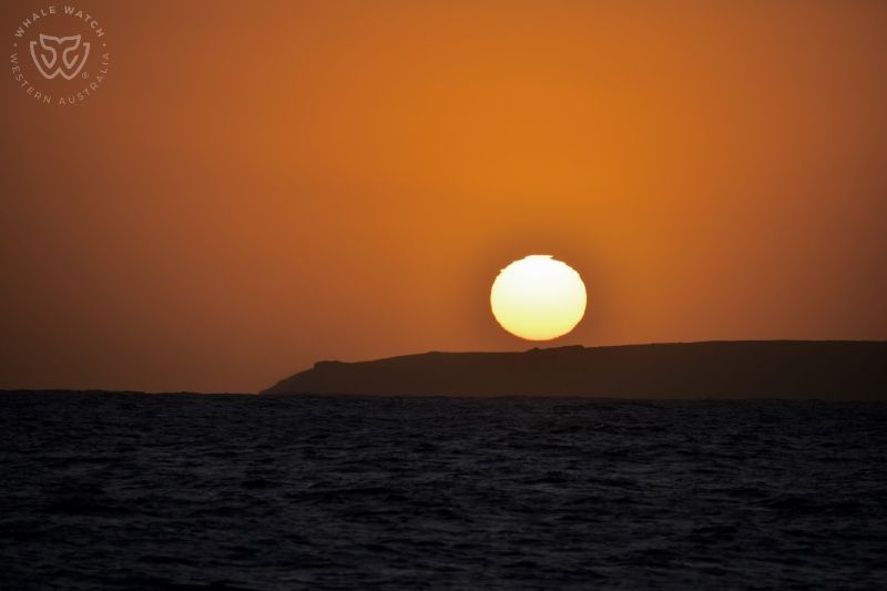 Whale Watch Western Australia