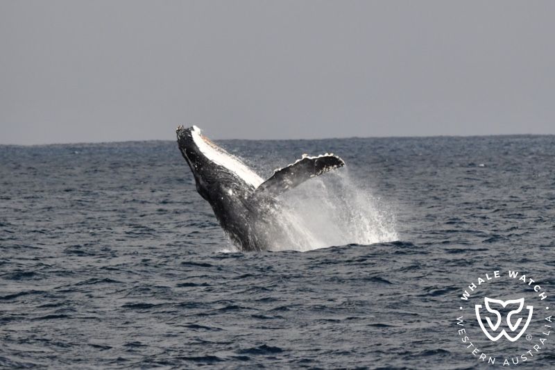 Whale Watch Western Australia