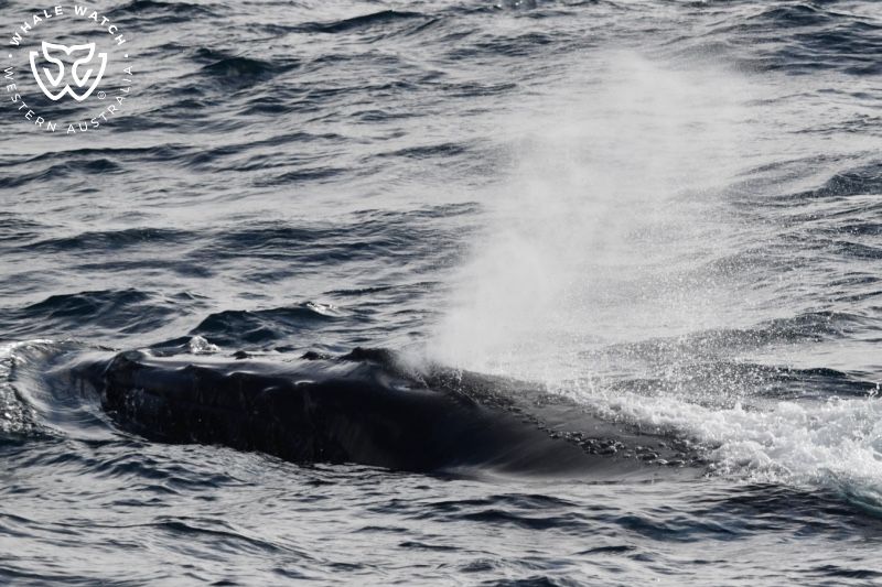 Whale Watch Western Australia