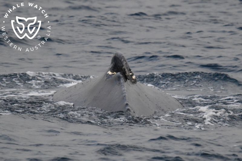 Whale Watch Western Australia
