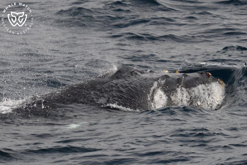 Whale Watch Western Australia