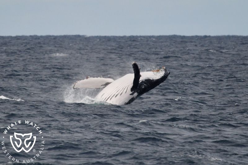 Whale Watch Western Australia