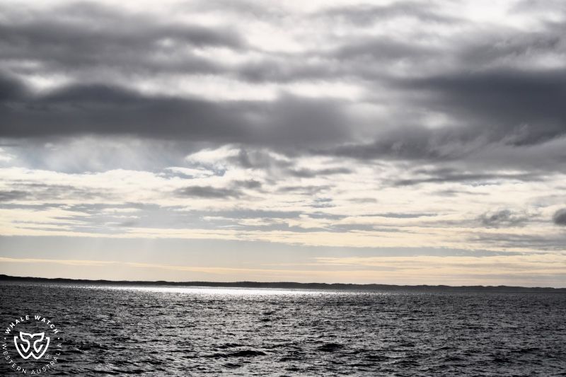 Whale Watch Western Australia