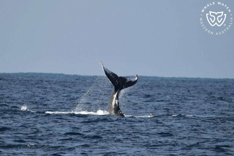 Whale Watch Western Australia