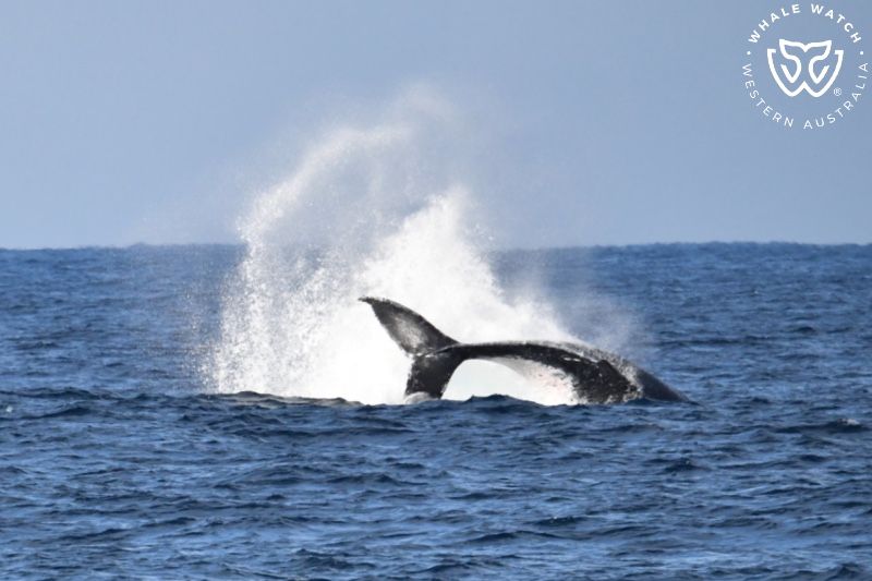 Whale Watch Western Australia