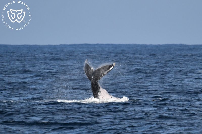 Whale Watch Western Australia